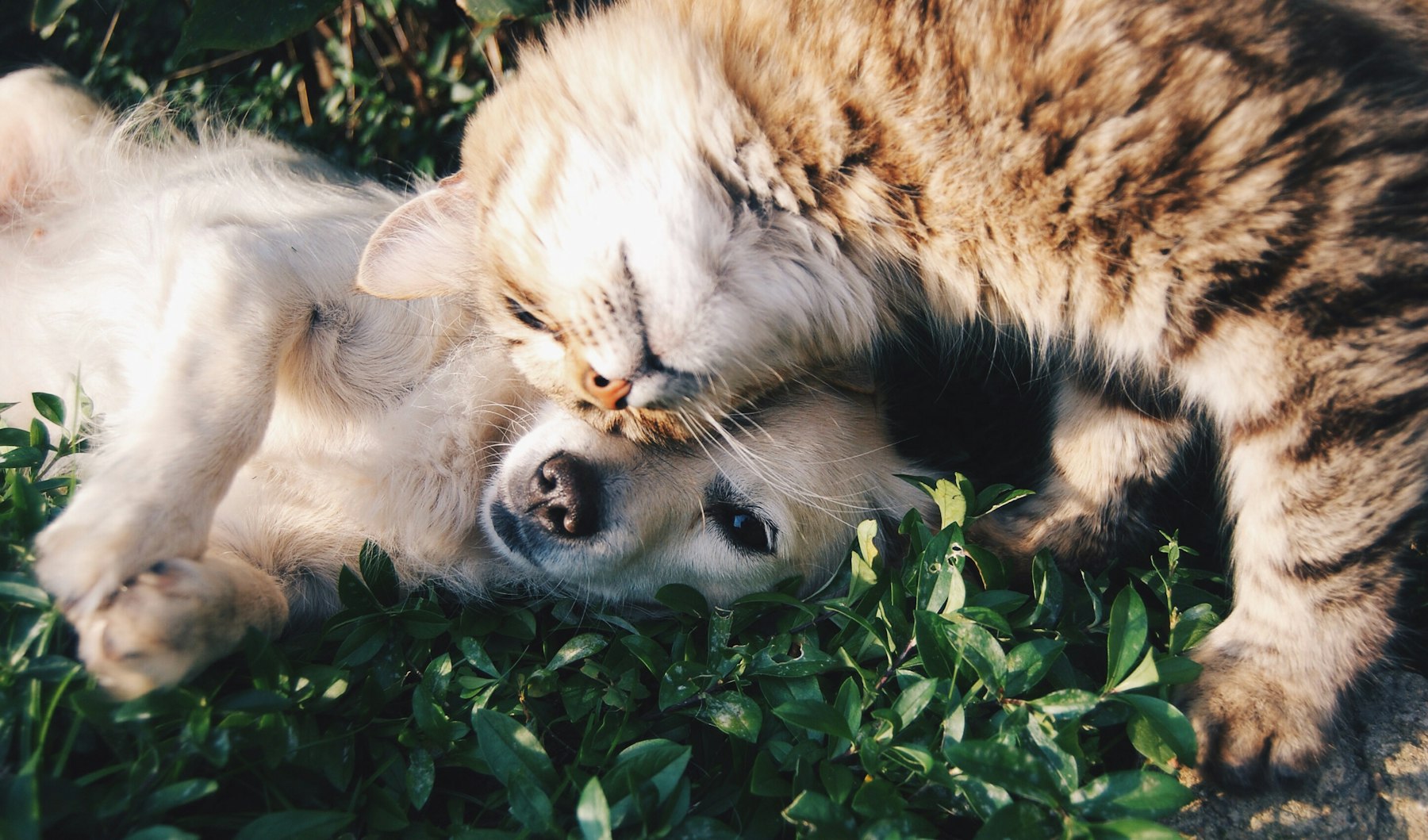 A cat and a dog resting together outdoors