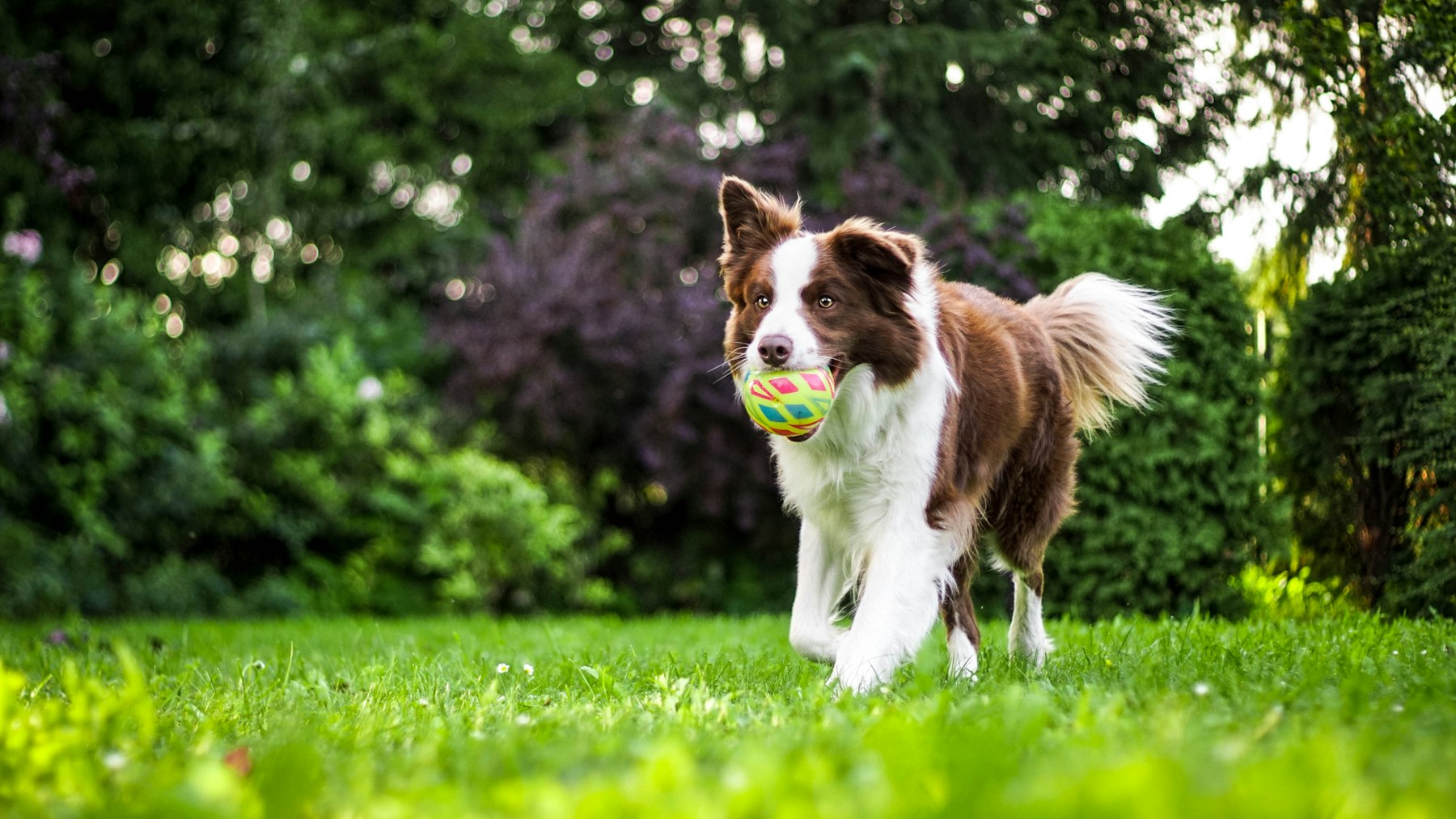 A border collie playing in a garden