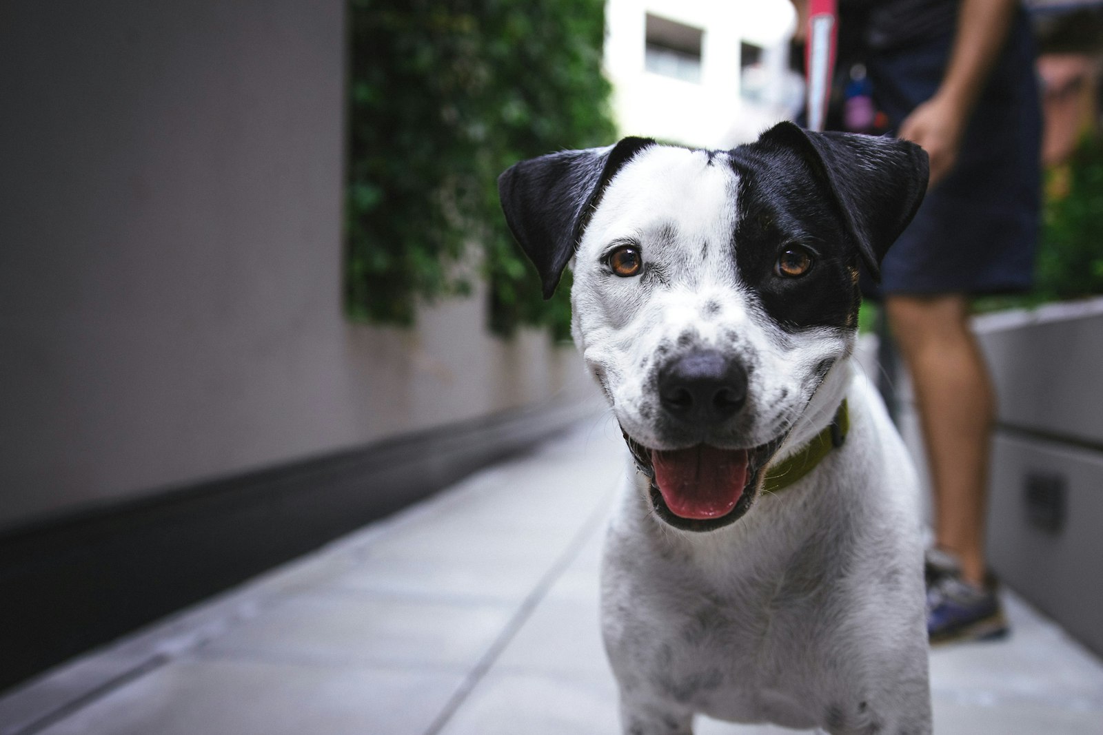 A dog out on a walk