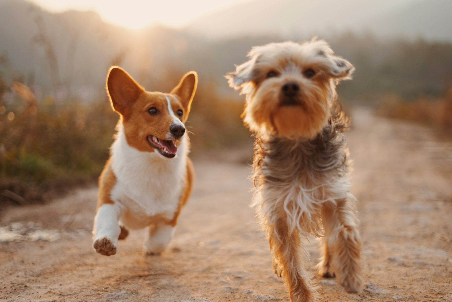 Two dogs running along a track