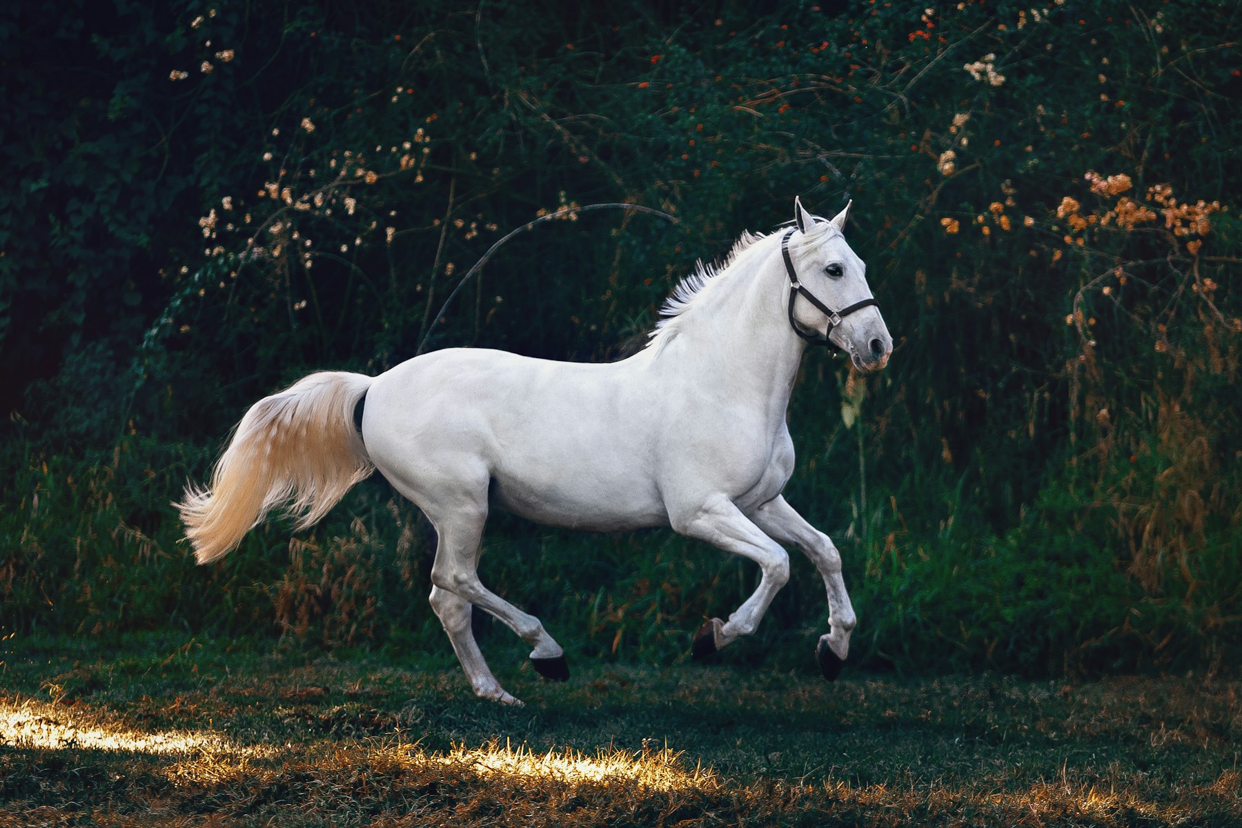 A horse running in open pasture