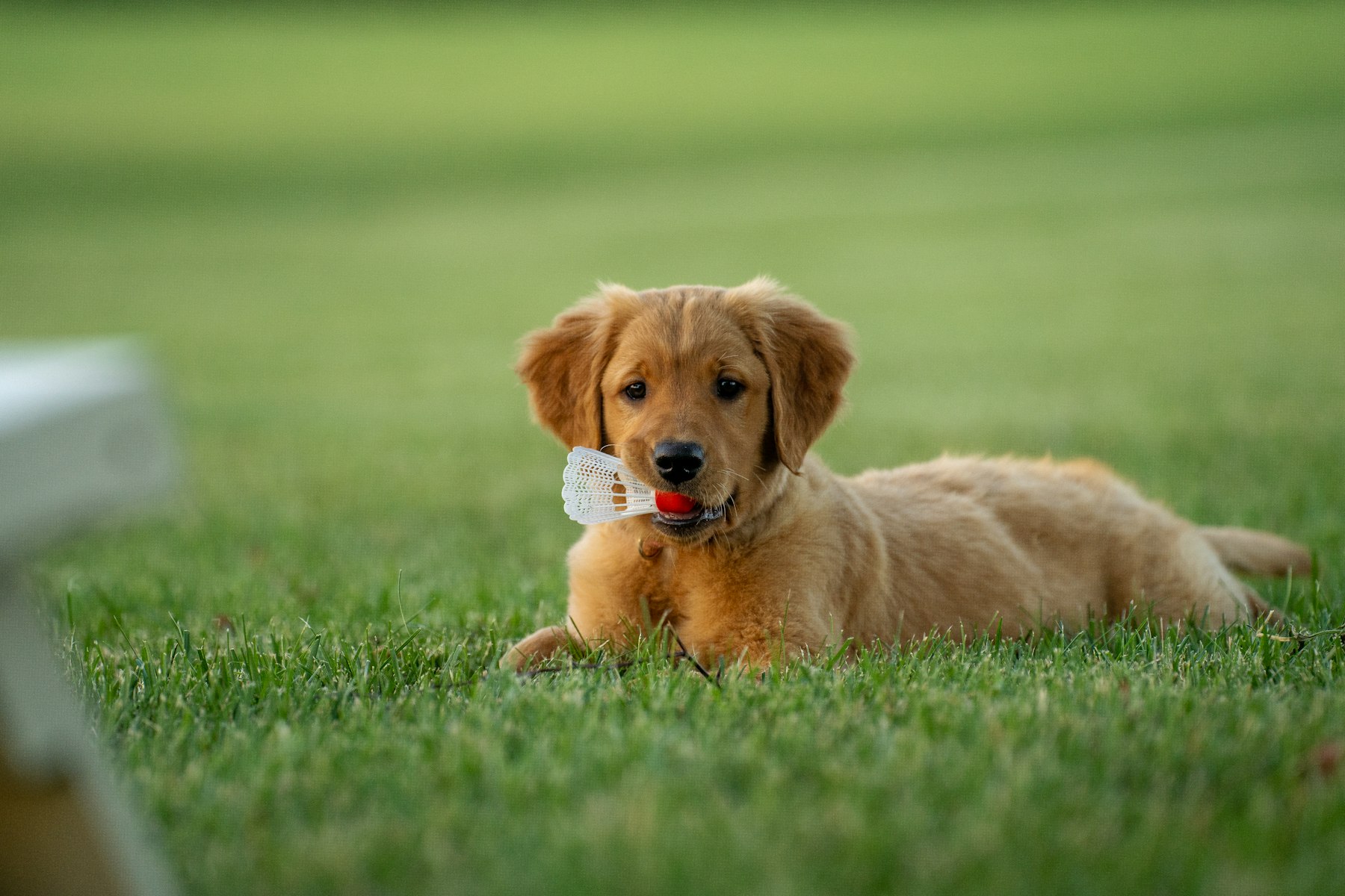 A golden retriever resting in grass