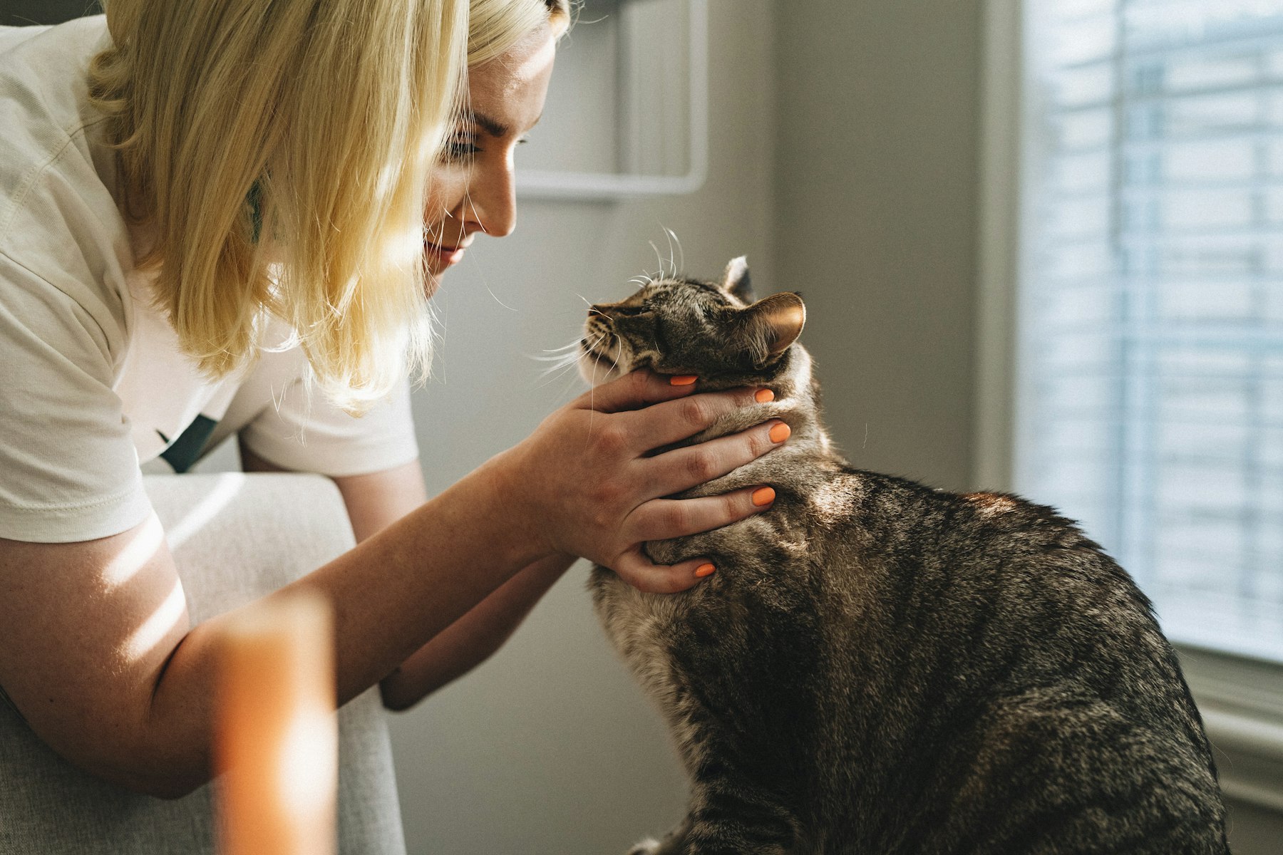 A veterinarian examining a cat