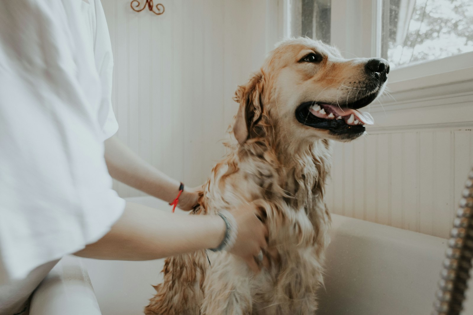 A veterinarian examining a golden retriever